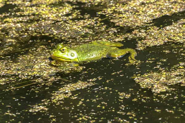 American Bullfrog Lithobates Catesbeianus Або Rana Catesbeiana — стокове фото