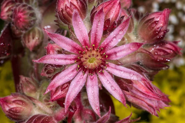 Floyd Cobweb Houseleek Sempervivum Spec — стоковое фото