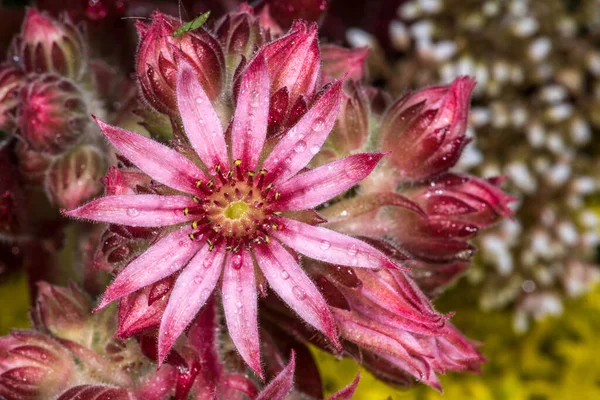 Flowing Cobweb Houseleek Sempervivum Spec — 스톡 사진