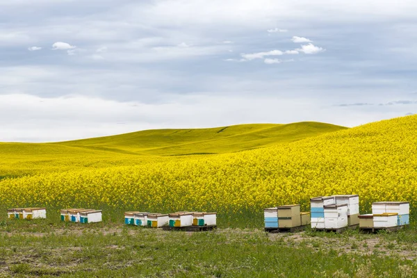 Rapsfelder Brassica Napus Und Bienenstöcke — Stockfoto
