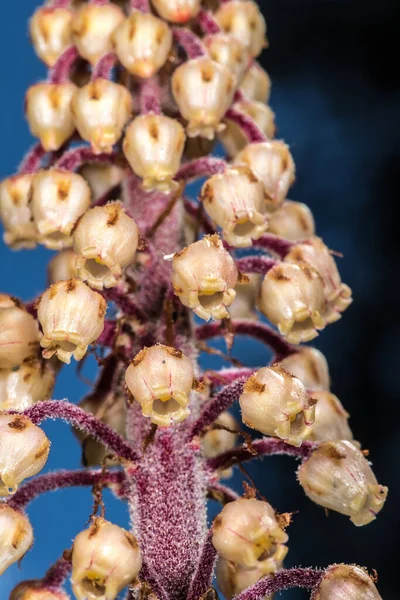 Woodland Pinedrops Albany Beechdrops Giant Bird Nest Pterospora Andromedea — Fotografia de Stock