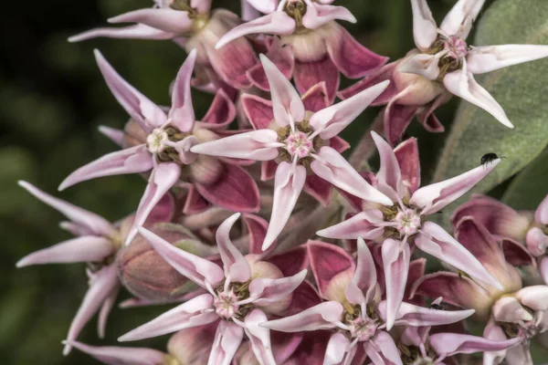 Yunan Samanotu Çiçeği (Asclepias speciosa)