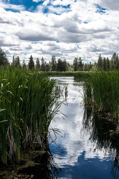 Danau Acre Turnbull National Wildlife Refuge — Stok Foto