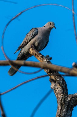 Avrasya Yakalı Güvercini (streptopelia decaocto)