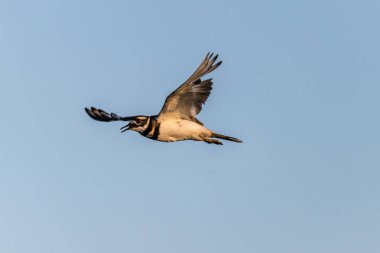Uçuşta Killdeer (Charadrius vociferus)