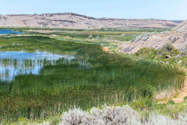 Земля Марш Колумбія National Wildlife Refuge — стокове фото