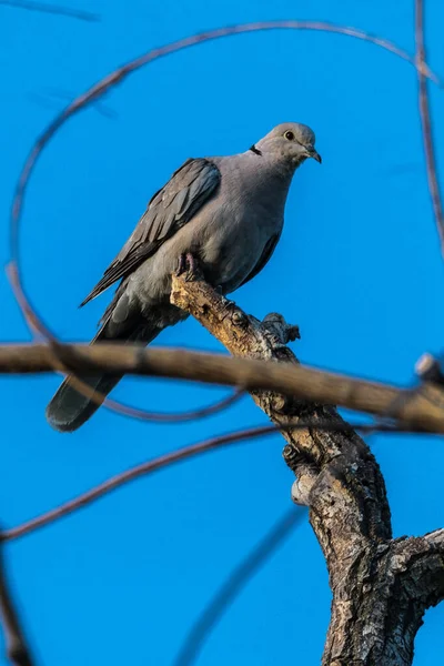 Avrasya Yakalı Güvercini Streptopelia Decaocto — Stok fotoğraf