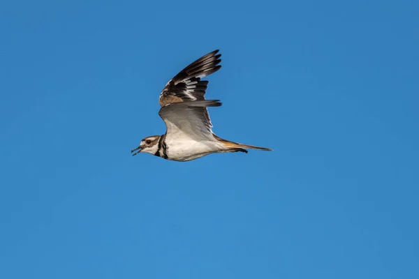 Uçuşta Killdeer Charadrius Vociferus — Stok fotoğraf