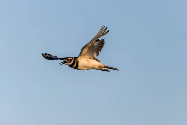 Uçuşta Killdeer Charadrius Vociferus — Stok fotoğraf