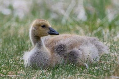 Genç Kanada Kaz Portresi (Branta kanadensis)