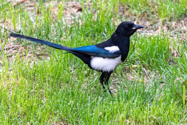 Siyah gagalı Magpie (Pica hudsonia)