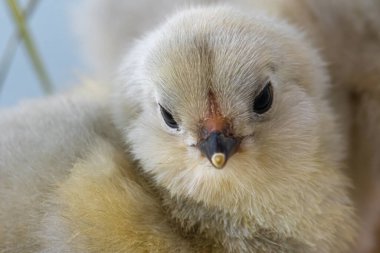 Genç Lavanta Tavuğu (Gallus gallus)