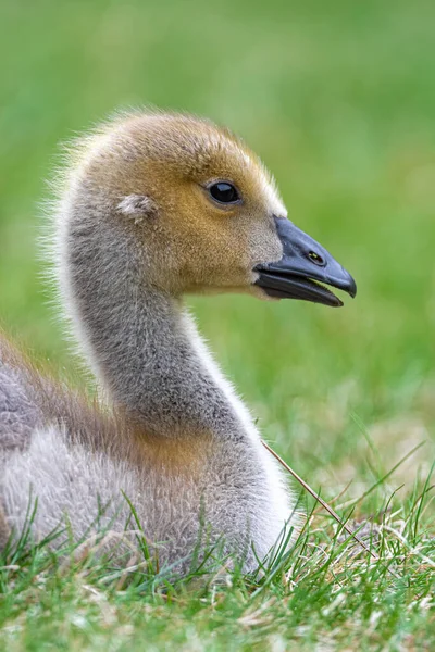 Portret Młodej Gęsi Kanadyjskiej Branta Canadensis — Zdjęcie stockowe