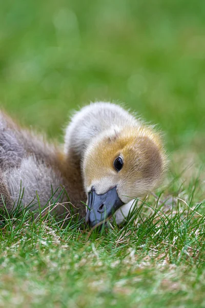 Retrato Ganso Jovem Canadá Branta Canadensis — Fotografia de Stock