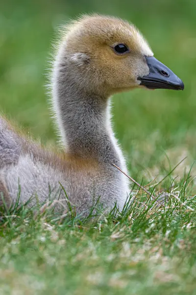 Retrato Ganso Jovem Canadá Branta Canadensis — Fotografia de Stock