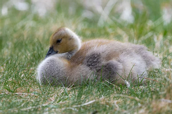 Retrato Ganso Jovem Canadá Branta Canadensis — Fotografia de Stock