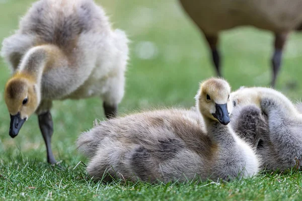 Retrato Ganso Jovem Canadá Branta Canadensis — Fotografia de Stock