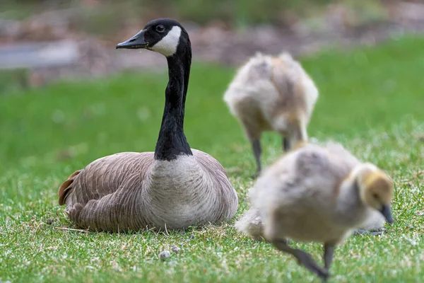 Retrato Ganso Canadá Branta Canadensis Cuidando Seus Jovens — Fotografia de Stock