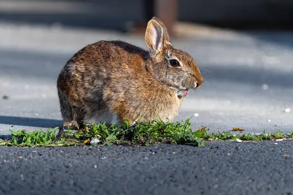 이스턴 Sylvilagus Floridanus 태양을 즐기다 — 스톡 사진