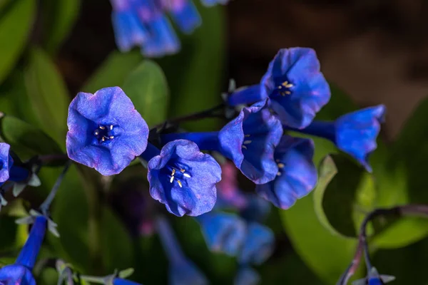 Blue Flowers Pulmonaria Benediction — Stock Photo, Image