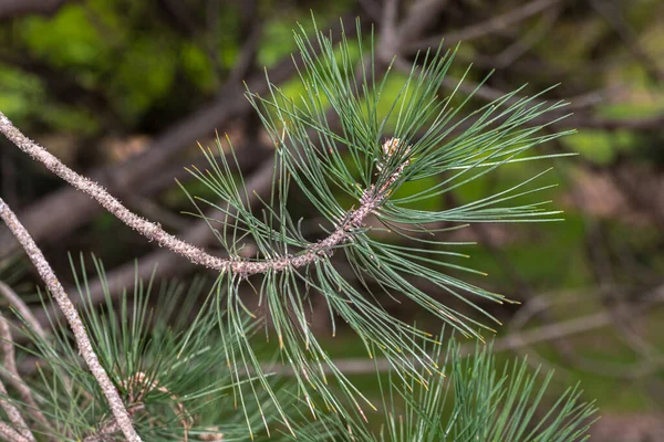 Liście Czarnej Sosny Austriackiej Pinus Nigra — Zdjęcie stockowe