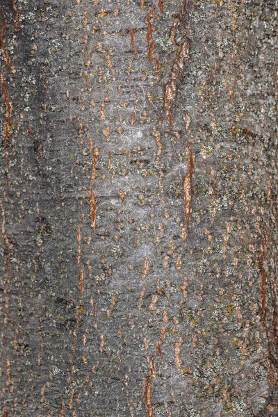 Bark Italian Alder Alnus Cordata — стокове фото