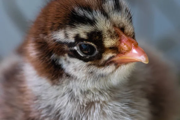 Young Dark Brahma Chicken Gallus Gallus — Stock Photo, Image