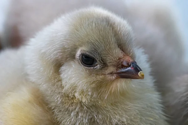 Курица Молодой Лаванды Gallus Gallus — стоковое фото
