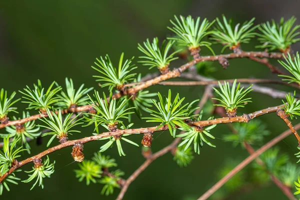 Galhos Folhas Larício Japonês Larix Kaempferi — Fotografia de Stock