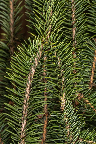 Hojas Abeto Noruego Llorón Picea Abies Monstrosa Pendula — Foto de Stock