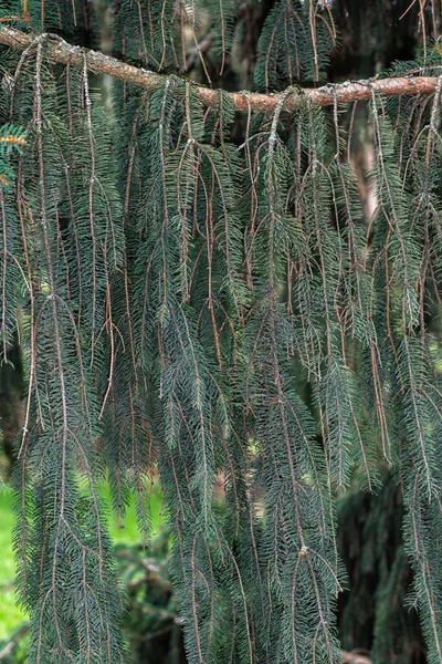 Hojas Abeto Noruego Llorón Picea Abies Monstrosa Pendula —  Fotos de Stock