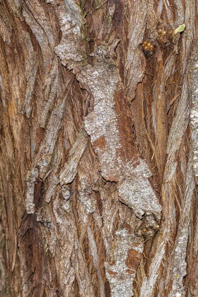 Orosz Olive Vagy Oleaster Kérge Elaeagnus Angustifolia — Stock Fotó