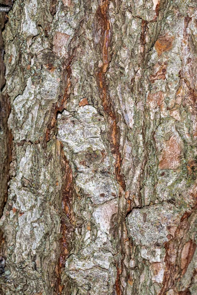 Rinde Der Olga Bay Oder Olgan Larch Larix Olgensis — Stockfoto