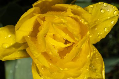 Yapraklara Su Damlaları konan Sarı Lale