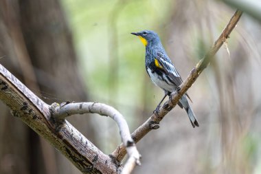 Sarı popolu Warbler (Setophaga coronata) Ağaca tünemiş