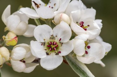Ağlayan Söğüt Yapraklı Armut Çiçekleri (Pyrus salicifolia 'Pendula')