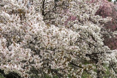 Japon Çiçekli Kiraz (Prunus Berry Şelalesi Karlı)