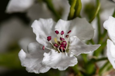Çiçekli Callery Armudu (Pyrus calleryana 'Trinity')