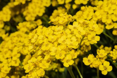 Altın Çiçekler Sepeti (Aurinia saxatilis)