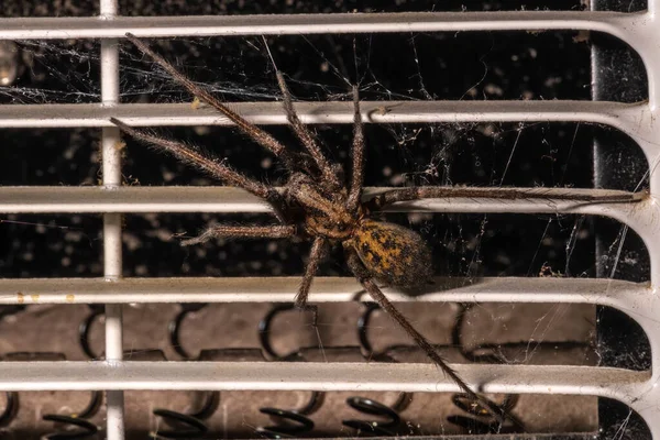 Araña Casa Gigante Eratigena Atrica — Foto de Stock