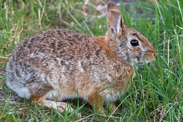 Восточный Кролик Sylvilagus Floridanus — стоковое фото