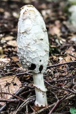 Shaggy Mane Pr Avukatın Peruğu (Coprinus Comatus)