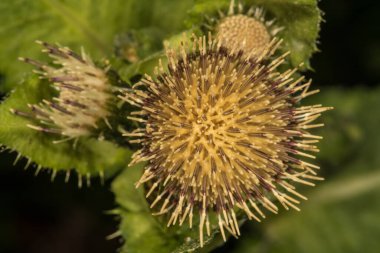 Carniolic Thistle Çiçeği (Cirsium carniolicum)