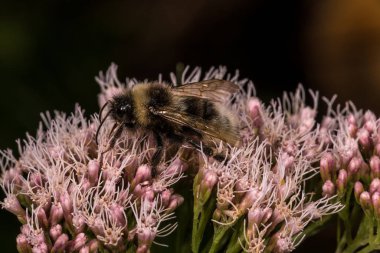Beyaz kuyruklu Bumblebee (Bombus lucorum)