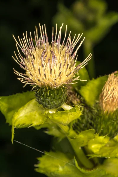 Цветок Плотоядной Чертополоха Cirsium Carniolicum — стоковое фото