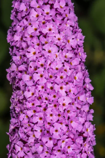 Blüten Des Sommerflieders Buddleja Davidii — Stockfoto