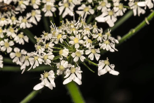 Flores Zanahoria Salvaje Daucus Carota —  Fotos de Stock