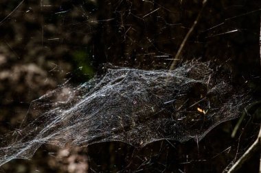 Almanya 'da Ormanda Örümcek Ağı