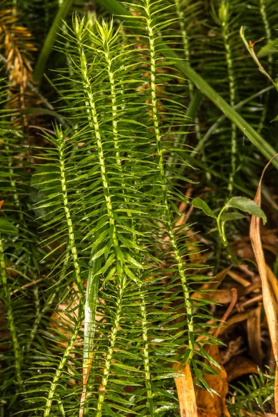 Pędy Sztywnego Mchu Lycopodium Annotinum — Zdjęcie stockowe