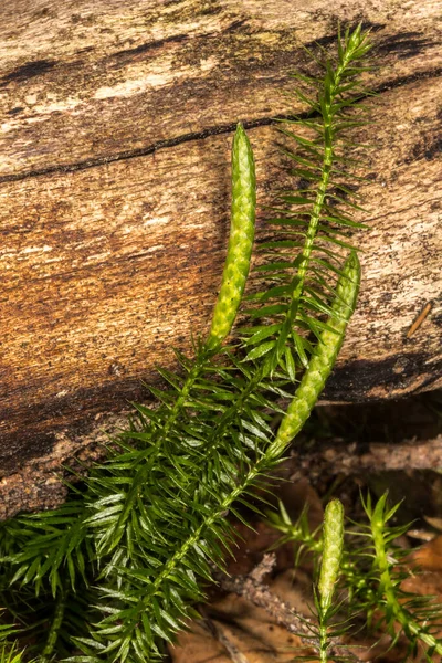 Пагони Stiff Clubmoss Лікоподіум Анотація — стокове фото